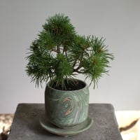 盆栽 五葉松(Y-58)