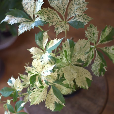 苔玉　アメリカヅタ(C-13)