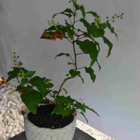 観葉植物 数珠珊瑚(G-29)