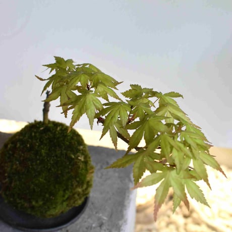 苔玉 紅葉〈桂〉(C-49)