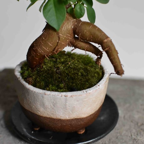 観葉植物 人参ガジュマル(G-21)