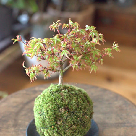 苔玉　紅葉〈清姫〉(C-11)