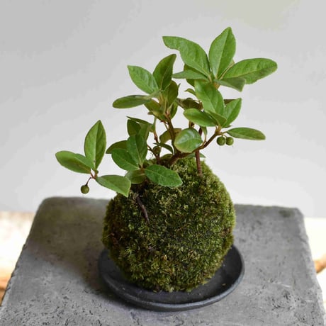 苔玉 ヤブコウジ(C-35)
