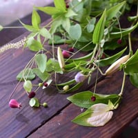 【花便り】アソートS(和花/茶花) お花の定期便