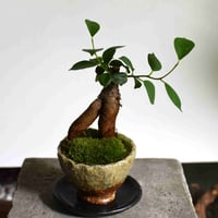 観葉植物 人参ガジュマル(G-21)