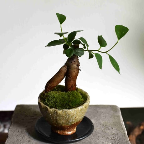 観葉植物 人参ガジュマル(G-21)