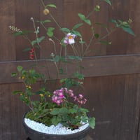 山野草寄せ植えM