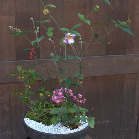 山野草寄せ植えM