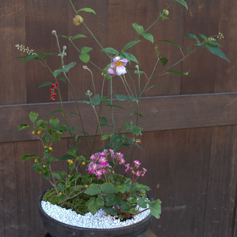 山野草寄せ植えM | hirugao 山野草寄せ植えM | hirugao