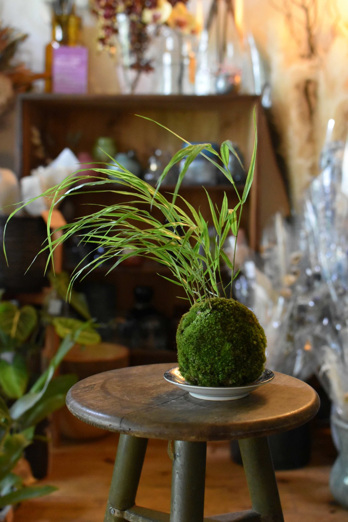 苔玉・苔 puyozou 苔玉 風知草(C-16) | hirugao