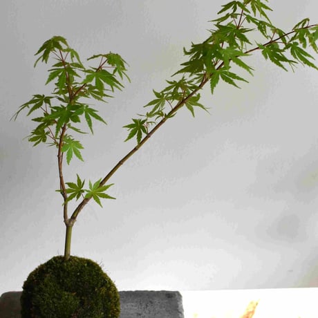 苔玉 紅葉〈流泉〉(C-37)