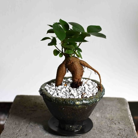 観葉植物 人参ガジュマル(G-21) | hirugao