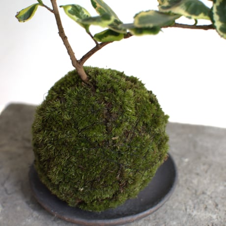 苔玉 寒椿〈三光斑〉(C-52)