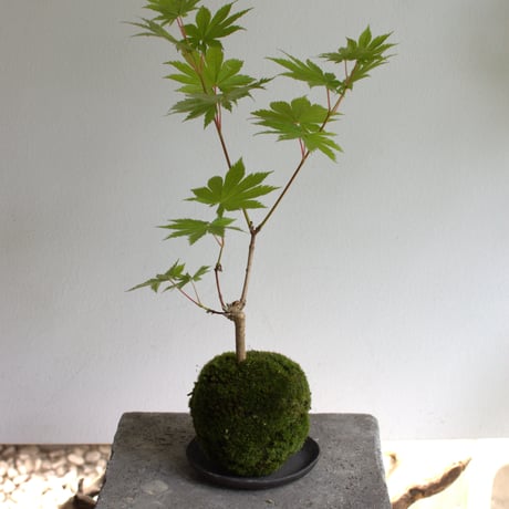 苔玉 紅葉〈葉団扇楓〉(C-54)
