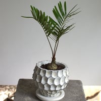 観葉植物 ザミア・フロリダ―ナ(G-29)