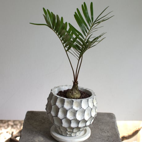 観葉植物 ザミア・フロリダ―ナ(G-29)