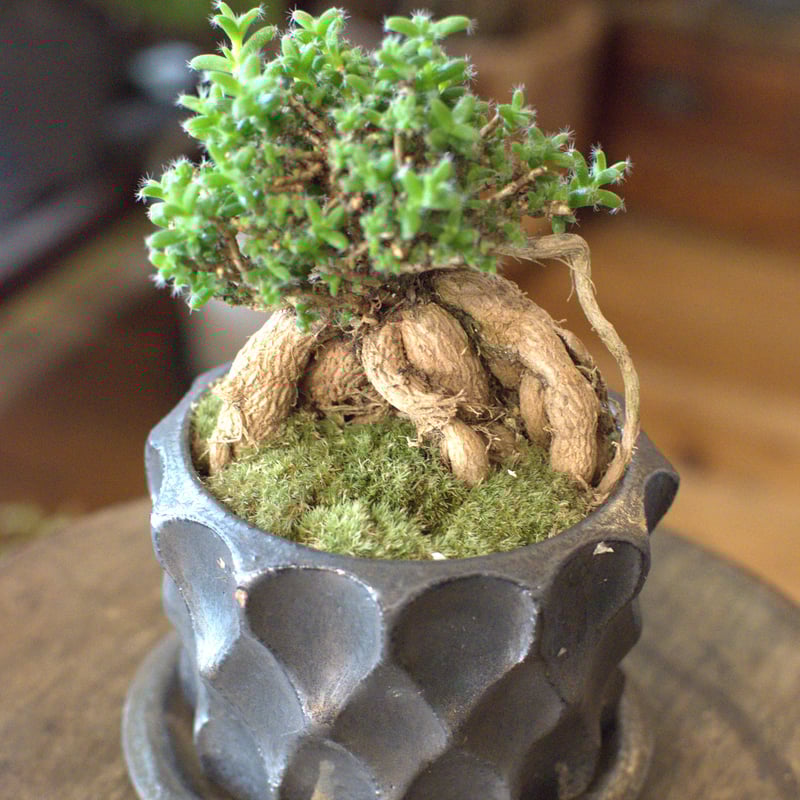 その他観葉植物 CoCo coco (@_coco.plants) • Instagram photos and videos