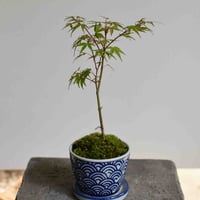 盆栽　紅葉〈長良川〉(Y-51)