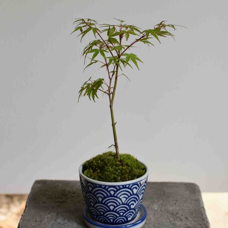 盆栽　紅葉〈長良川〉(Y-51)