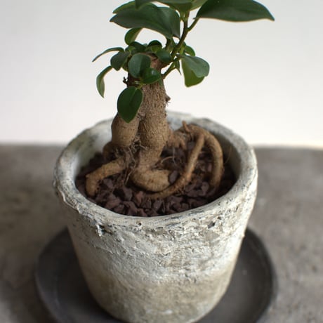 観葉植物 人参ガジュマル(G-35)