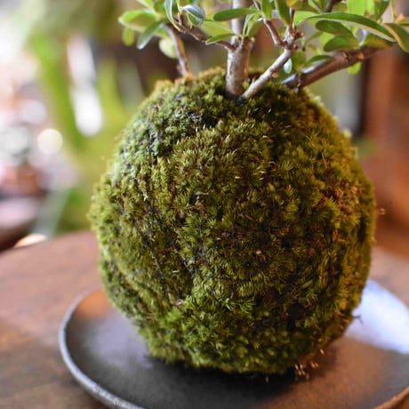 苔玉 常盤山査子(C-19)