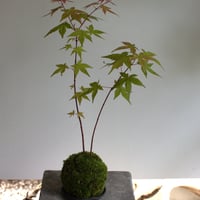 苔玉 紅葉〈出猩々〉(C-55)
