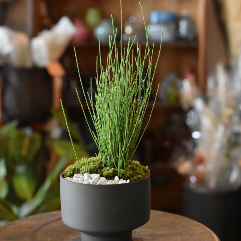 三河盆栽　姫ツタ　盆栽 楽天市場】盆栽 姫沙羅 樹高 約33cm ひめしゃら 高級盆栽