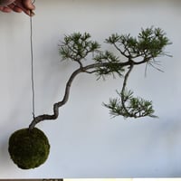 苔玉 赤松(C-48)