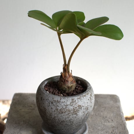 観葉植物 ザミア・フルフラセア(G-30)
