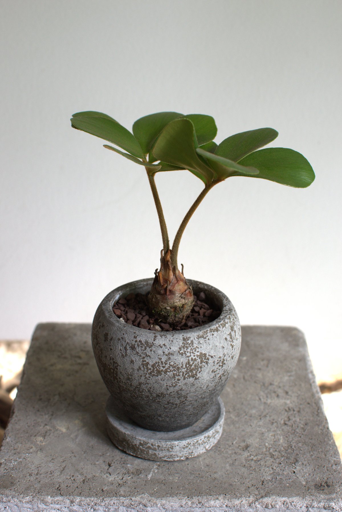 観葉植物 ザミア・フルフラセア(G-30) | hirugao