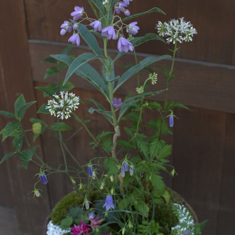 山野草寄せ植えM