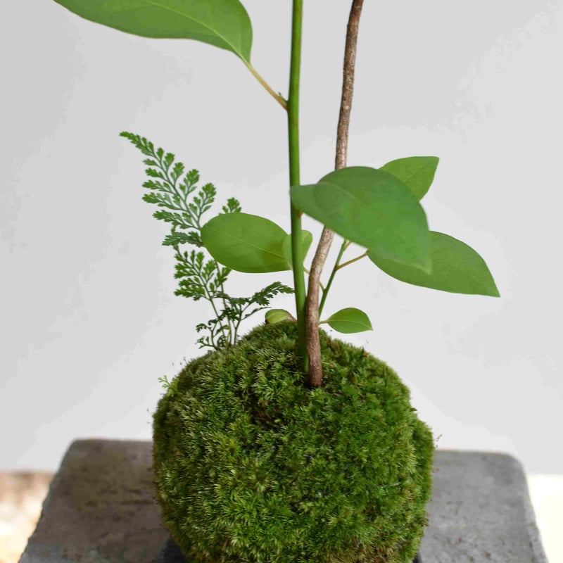 苔玉 黒文字(C-31) | hirugao