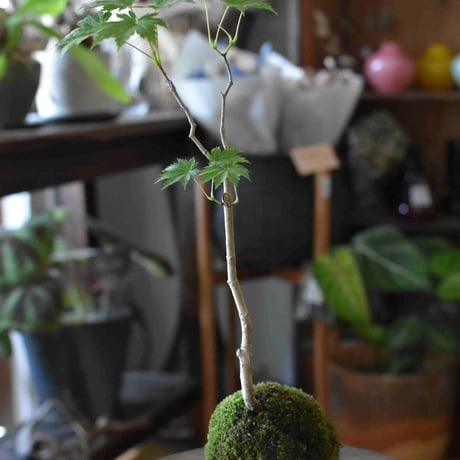 苔玉 紅葉〈葉団扇楓〉(C-17)