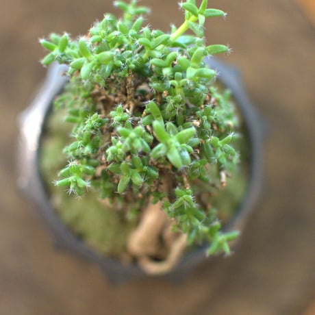 観葉植物　紅姫小松(G-8)