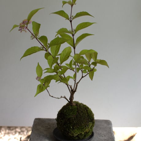 苔玉 小紫式部(C-53)