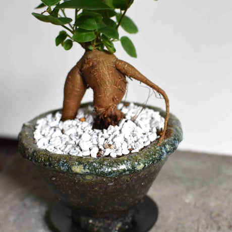 観葉植物 人参ガジュマル(G-21)