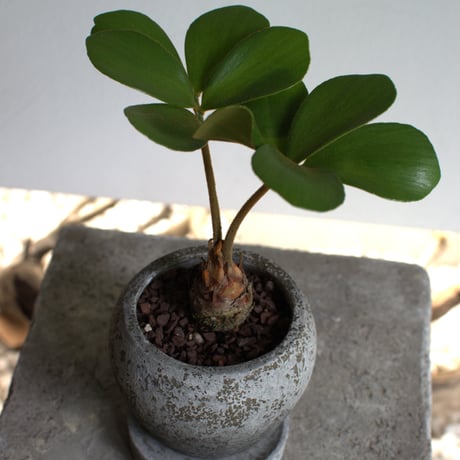 観葉植物 ザミア・フルフラセア(G-30)