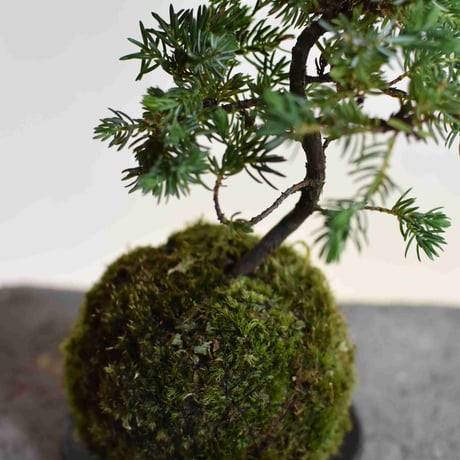 苔玉　高嶺杜松〈日本一〉(C-20)