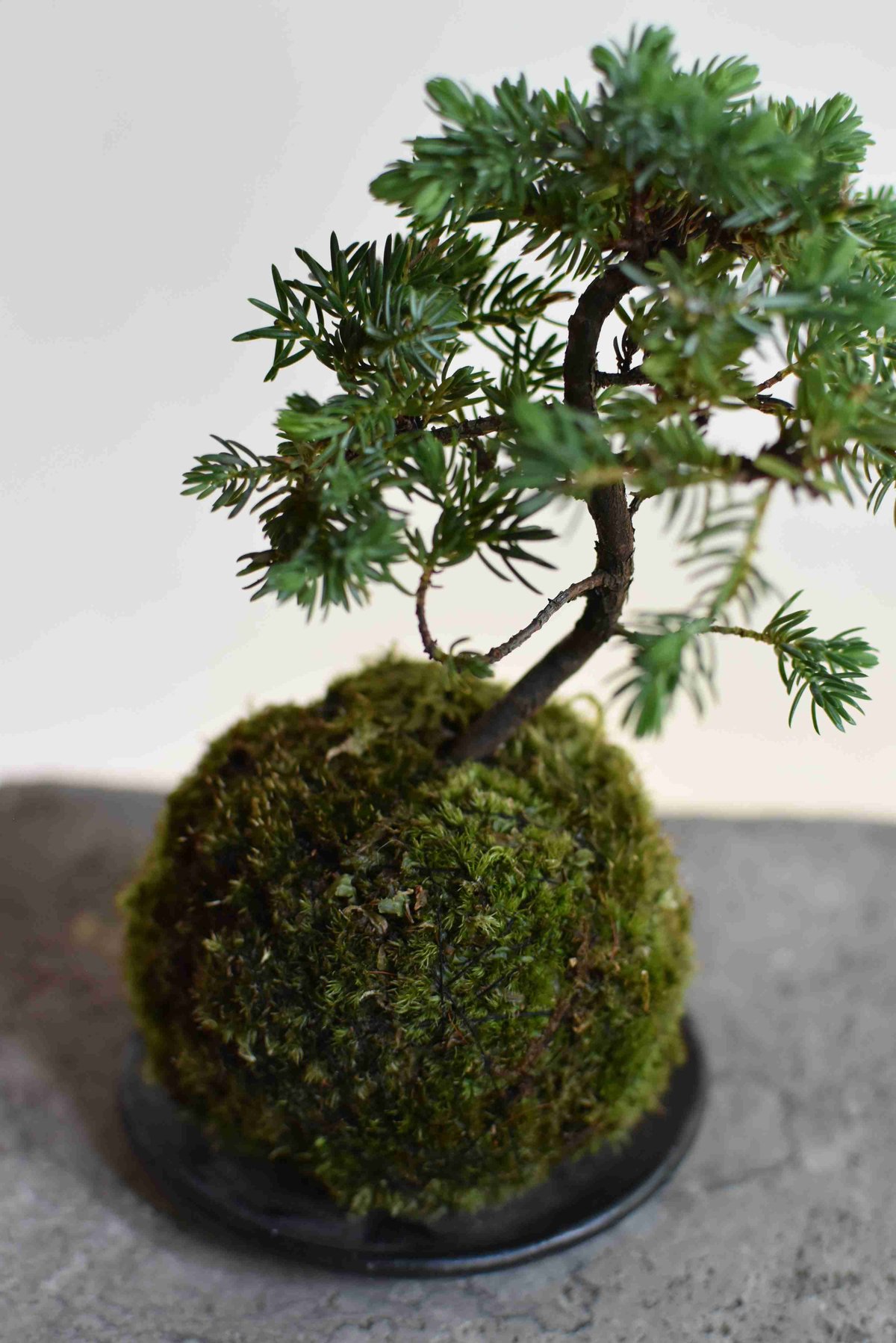 苔玉・苔 AM2 fit=scale-down,w=1200