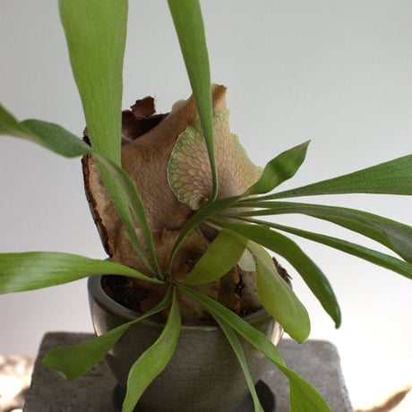 観葉植物 コウモリラン(G-23)