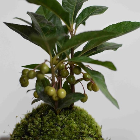 苔玉　ヤブコウジ(C-23)