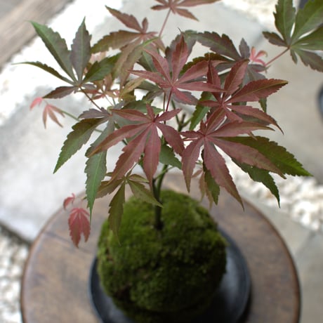苔玉　紅葉〈京の舞〉(C-1)