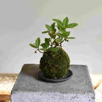 苔玉 ヤブコウジ(C-35)