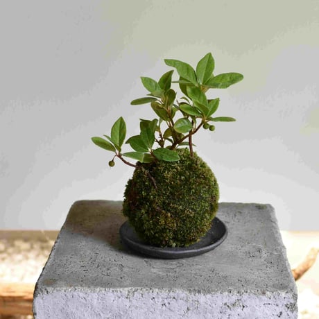 苔玉 ヤブコウジ(C-35)