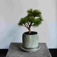 盆栽 五葉松(Y-58)