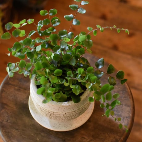観葉植物　ペリエア・ロツンデフォリア(G-9)