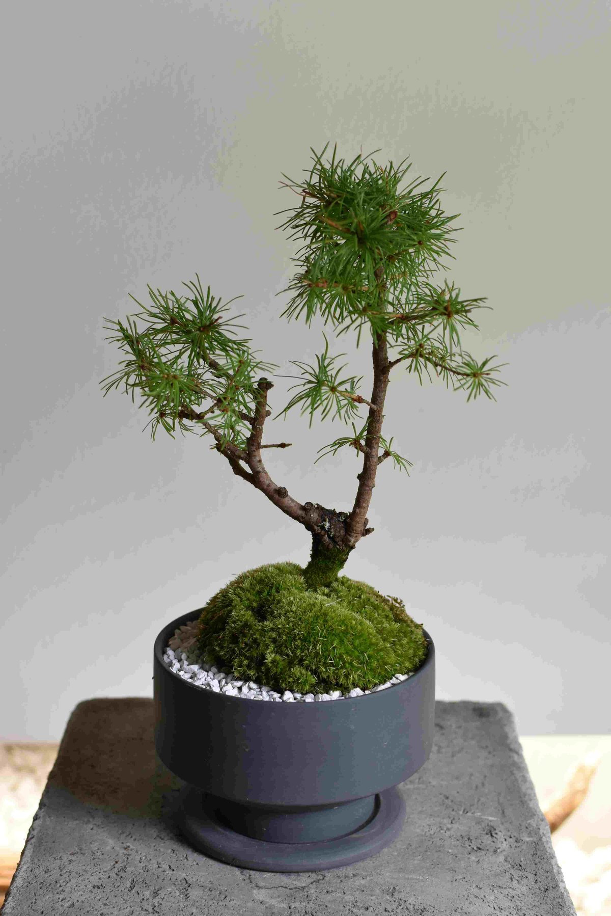 盆栽 唐松(Y-48) | hirugao