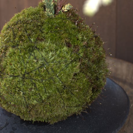 苔玉　ヒバ(C‐8)