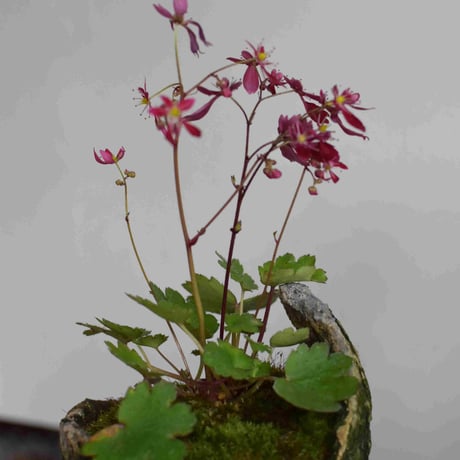 盆栽　紅花大文字草(Y-31)