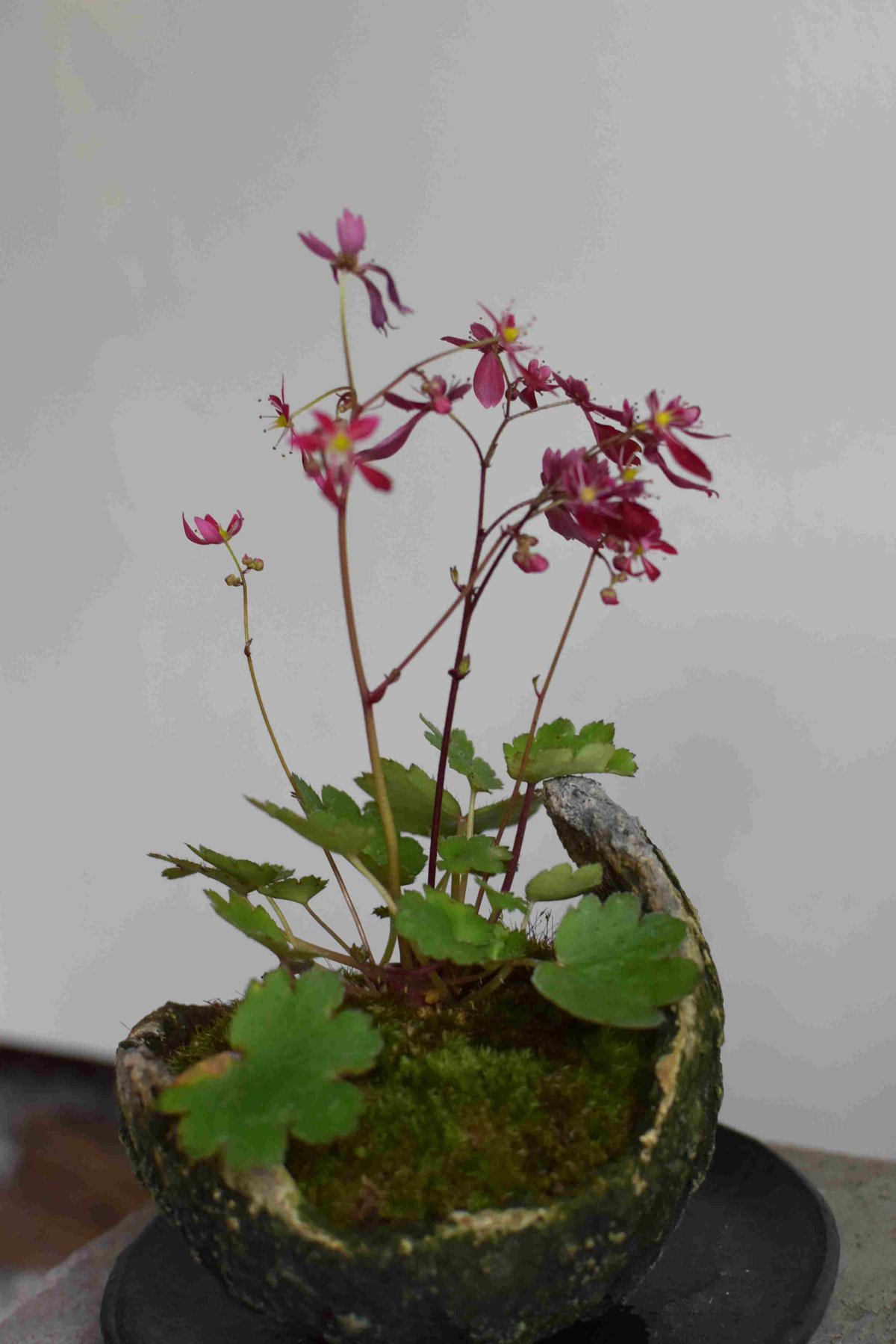 盆栽 紅花大文字草(Y-31) | hirugao